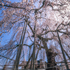 永養寺の桜 6