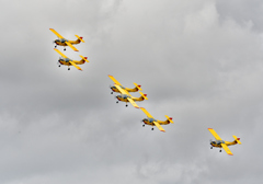 The Yellow Sparrows