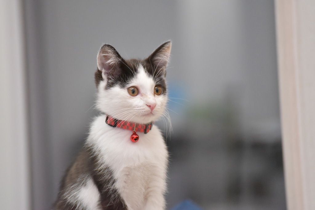 子猫時代