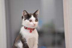 子猫時代