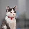 子猫時代