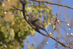 bird2
