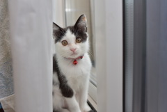 窓際の子猫