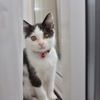 窓際の子猫