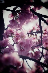 安行桜