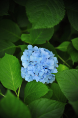 紫陽花