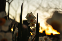 水仙の花