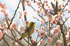 うめじろう