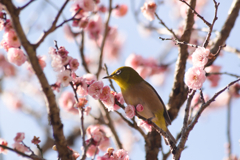 うめじろう②