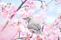 ヒヨドリぃ