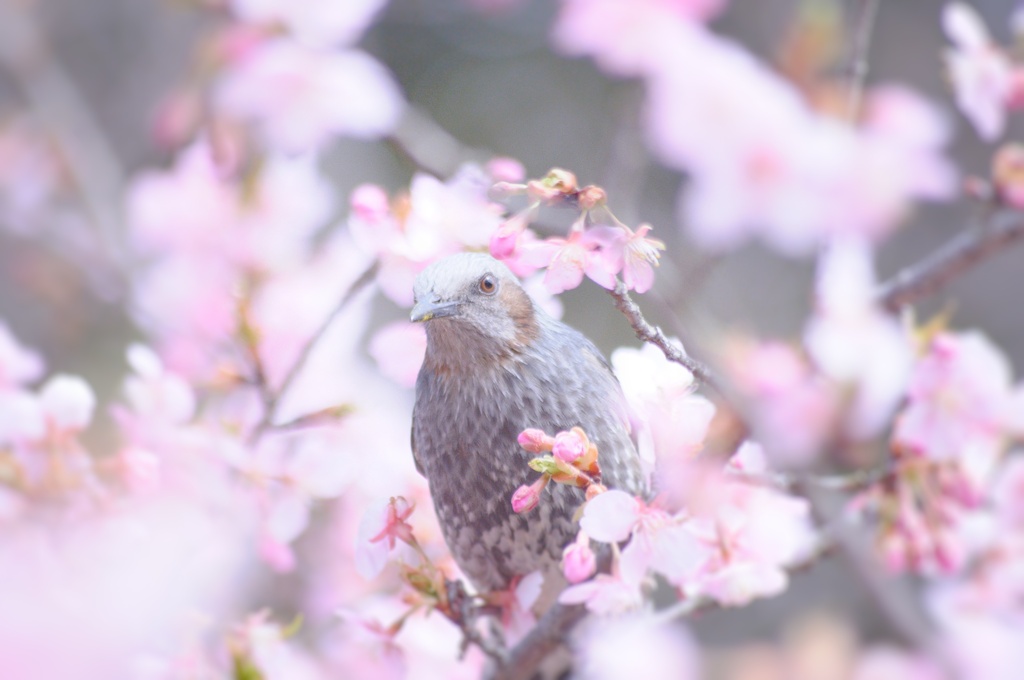 ひよどりとさくらぁ