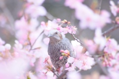 ひよどりとさくらぁ