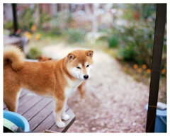 柴犬