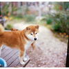柴犬