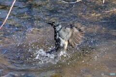 ヒヨドリの水浴び①