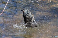 ヒヨドリの水浴び②