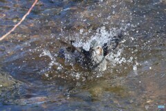 ムクドリ水浴び③