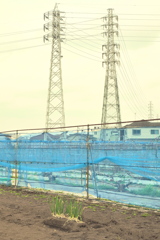 二株