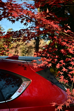 紅葉と車