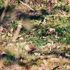 秋ヶ瀬公園