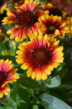 ISO22800