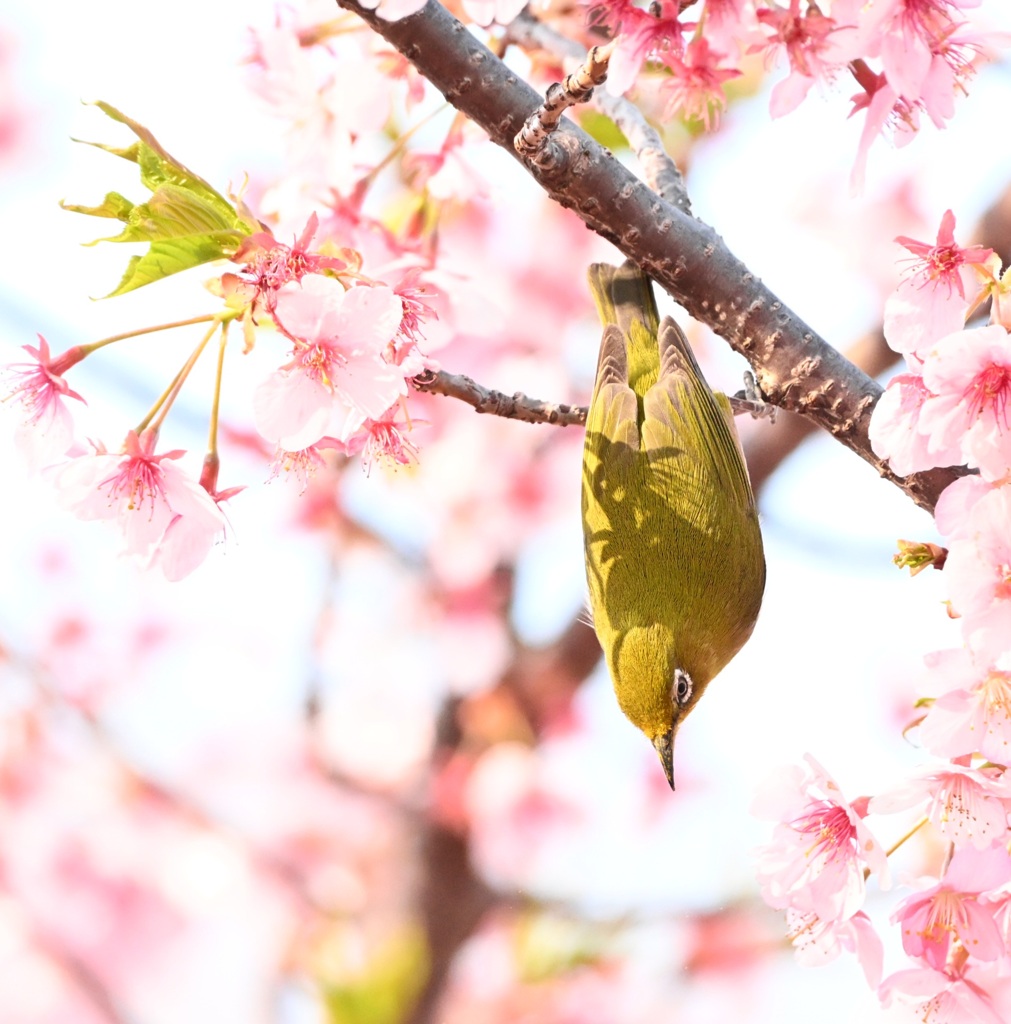 やっと会えた