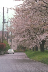 散り際の桜
