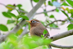 ガビチョウ