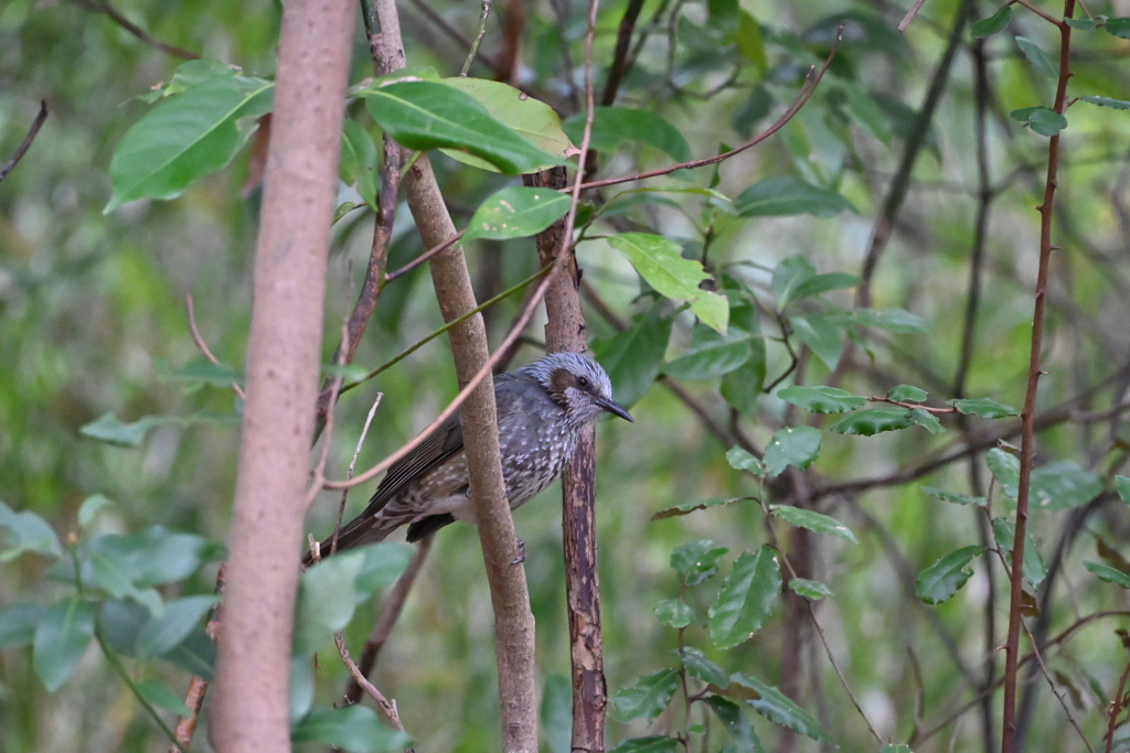ヒヨドリ （東京港野鳥公園3/15)