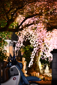 相棒と桜