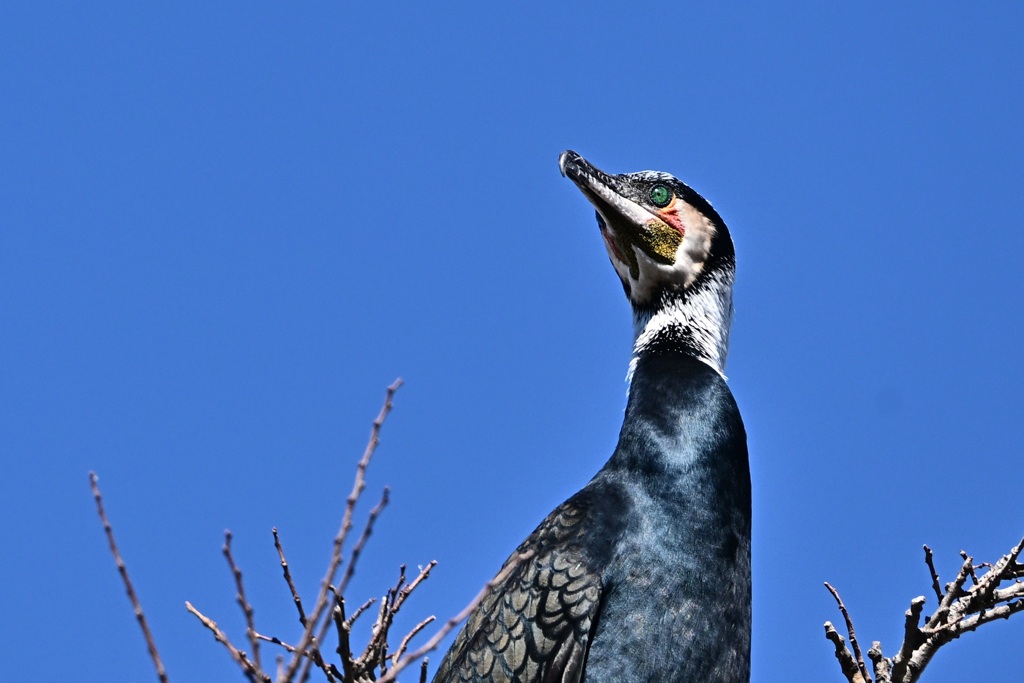 綺麗な瞳をしている