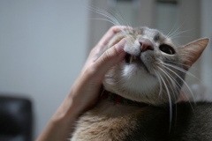 猫、歯の検査