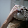 猫、歯の検査
