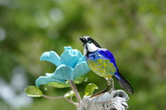 箱根ガラスの森_鳥2020