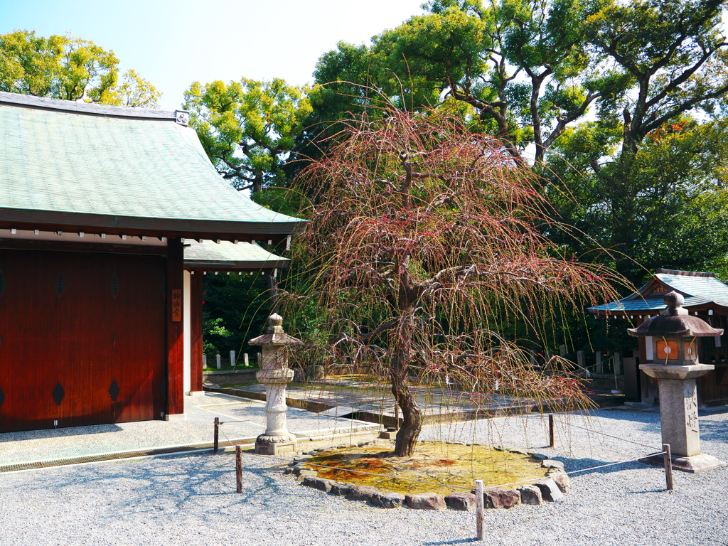 城南宮、残念！しだれ梅は蕾蕾