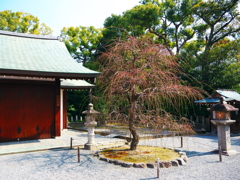 城南宮、残念！しだれ梅は蕾蕾