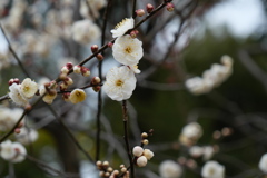 梅花の開花過程