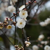 梅花の開花過程