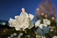 晩秋の山下公園、白薔薇