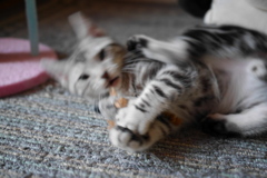 捕った、捕ったぞ！おもちゃだけど