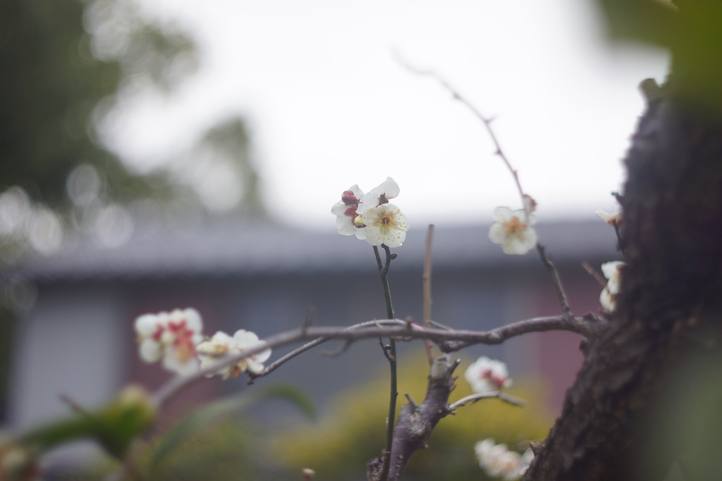 雨上がりの白梅２
