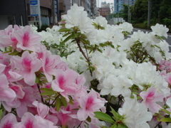 街路樹