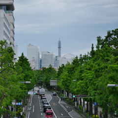 新緑の山下公園通り