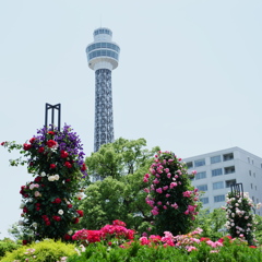 快晴バラ満開