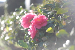 これば椿ですか、山茶花？