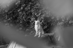 資材置き場の番犬