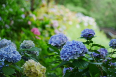 最後の紫陽花
