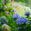 最後の紫陽花