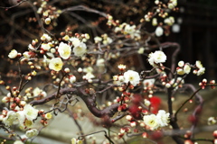 白梅咲き始め北野天満宮