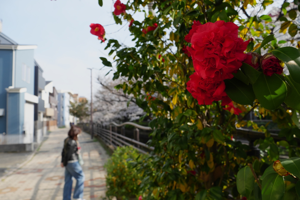 桜の中の赤い椿